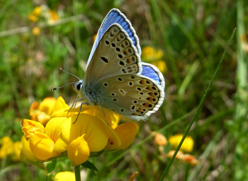 Polyommatus escheri